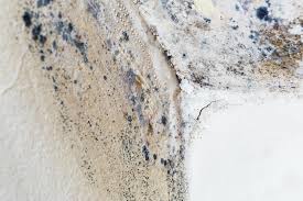  Vaville, CA Mold Removal Pros